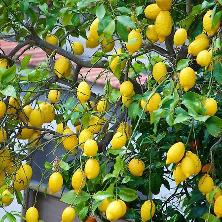 Il Giardino Segreto Panzió Sorrento Kültér fotó