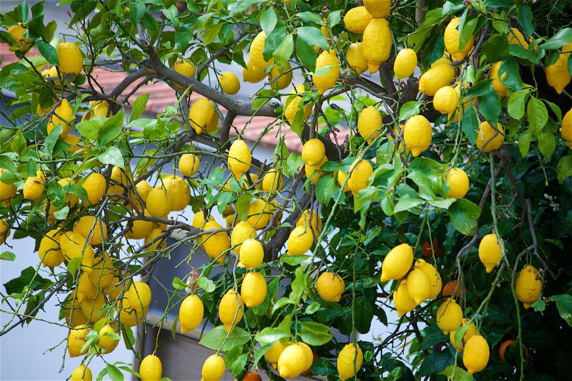 Il Giardino Segreto Panzió Sorrento Kültér fotó